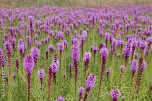 beautiful field of purple flowers on a clear day
