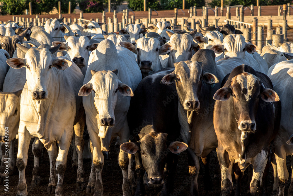 A group of cattle in confinement in Brazil