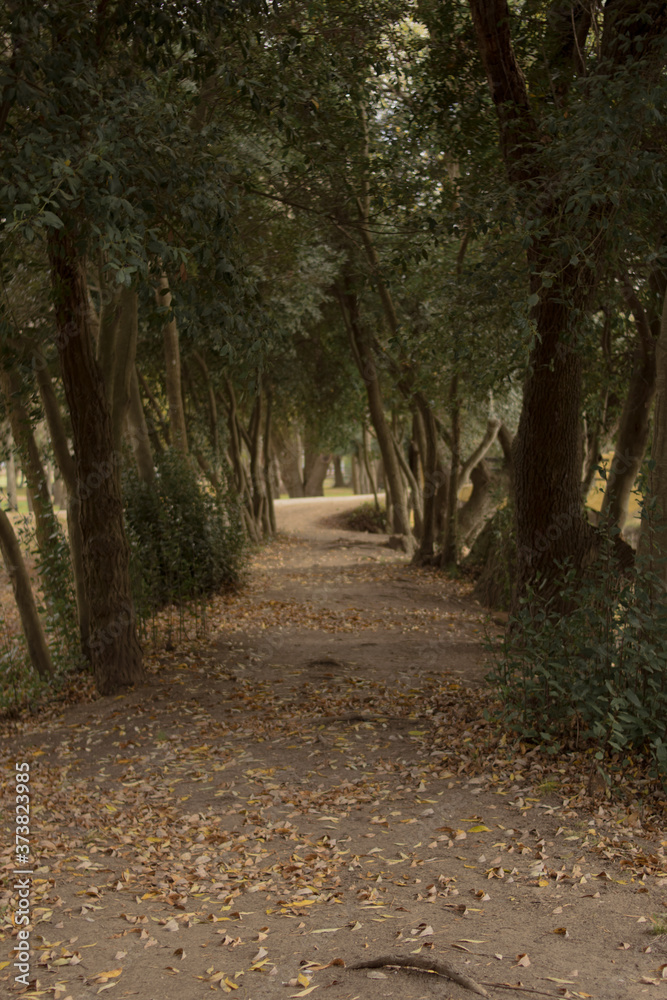 Obraz premium camino en el bosque