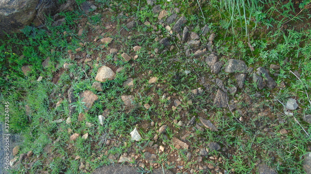 moss on the ground moss on the ground