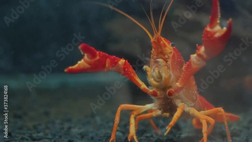 Close-up Red Swamp Crayfish (Procambarus clarkii (Girard, 1852) guarding in glass fish tank aquarium, other names: crawfish, Louisiana crayfish/crawfish, Cambarus clarkii Girard, 1852.