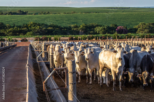 Photos A group of cattle in confinement in Brazil
