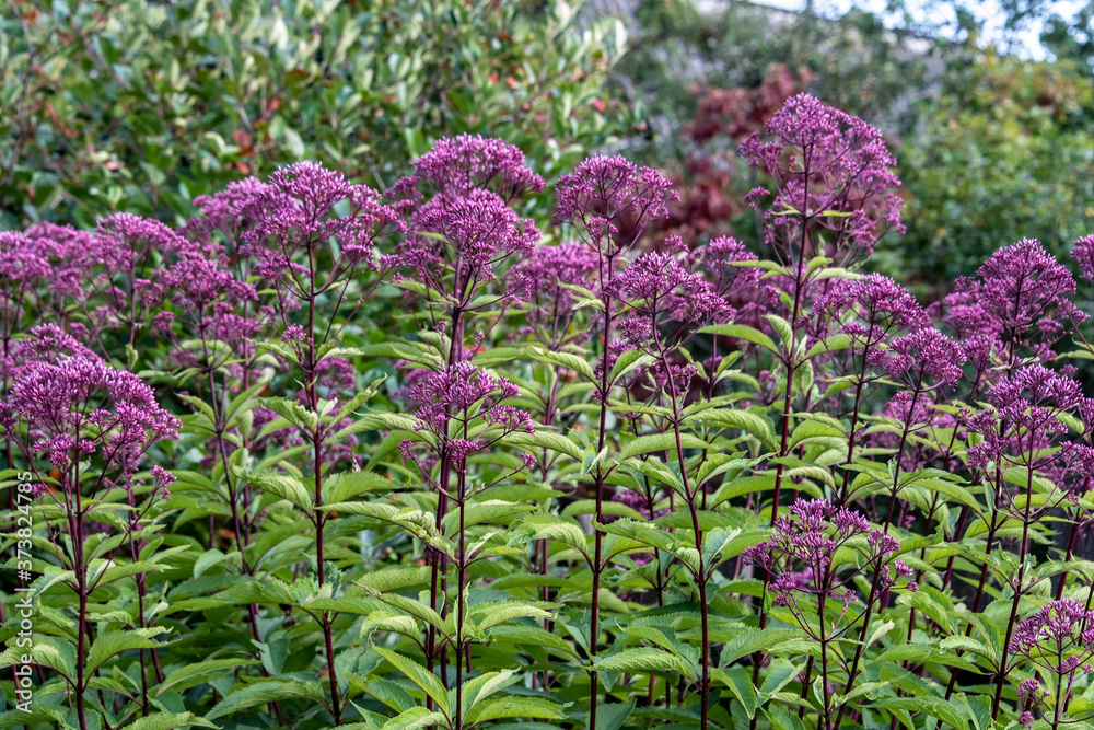 Obraz premium Eupatorium blooms in the garden