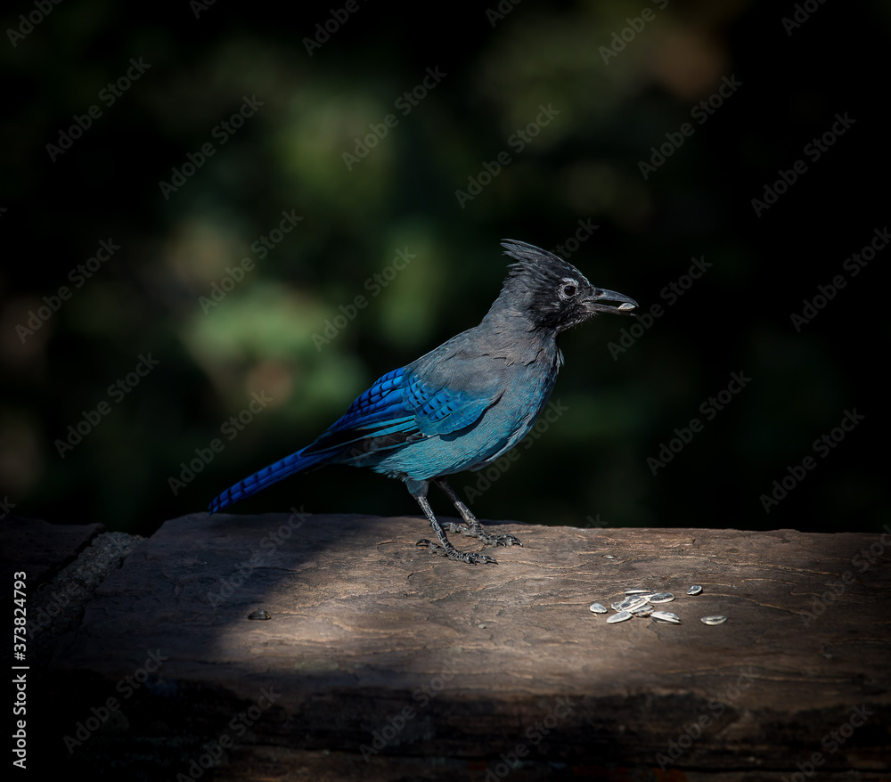 Blue jay or Steller's jay on a branch picking sunflower seeds.