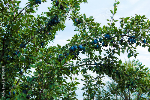 The plums ripened in Aunt Zoe's garden, the branches of ripe plums