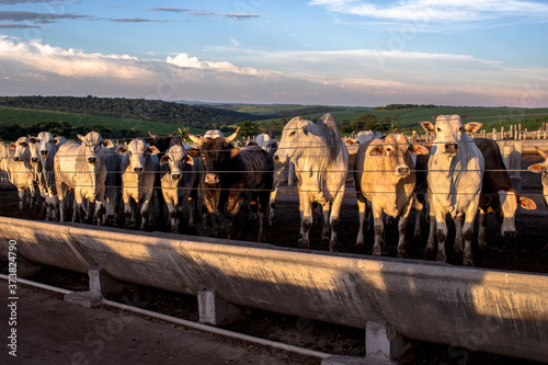 Foto A group of cattle in confinement in Brazil