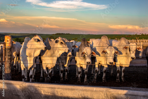 A group of cattle in confinement in Brazil photo