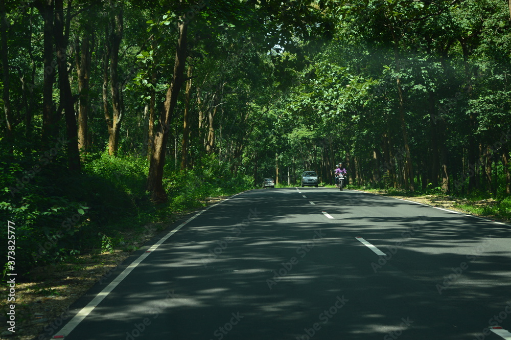 Obraz premium road in the forest