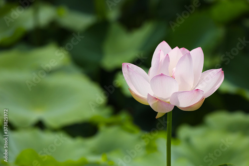 pink lotus flower