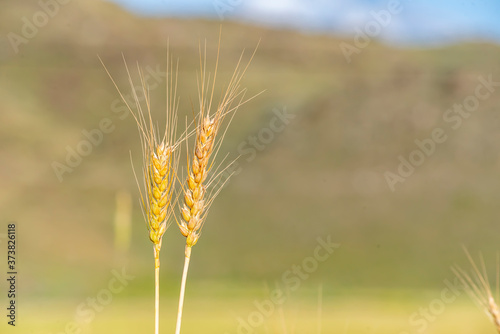 Yellow and green wheat field and sunny day. Ripe yellow wheat ears in the farm land