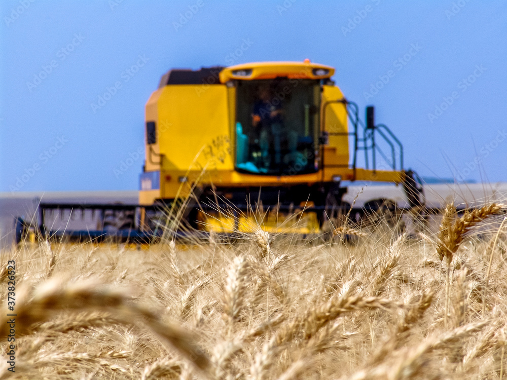 Fototapeta premium unfocused combine harvester on a yellow wheat field in Bazil
