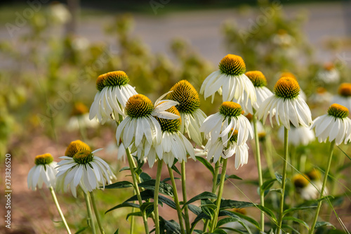 Принти на полотні PowWow white coneflowers in a golden hour sunlit field with visible pollen and s