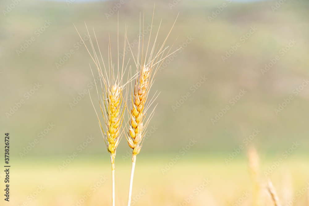 Yellow and green wheat field and sunny day. Ripe yellow wheat ears in the farm land Yellow and green wheat field and sunny day. Ripe yellow wheat ears in the farm land