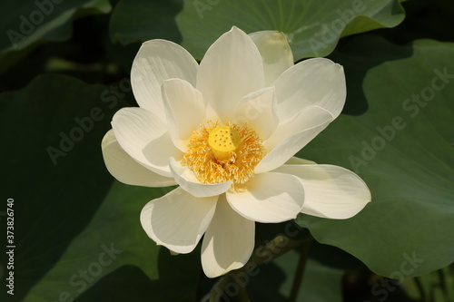 white lotus flower