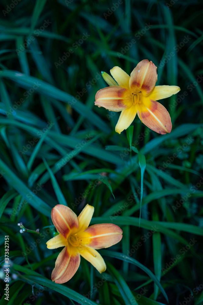 Fototapeta premium Close shot of a yellow and pink lily.