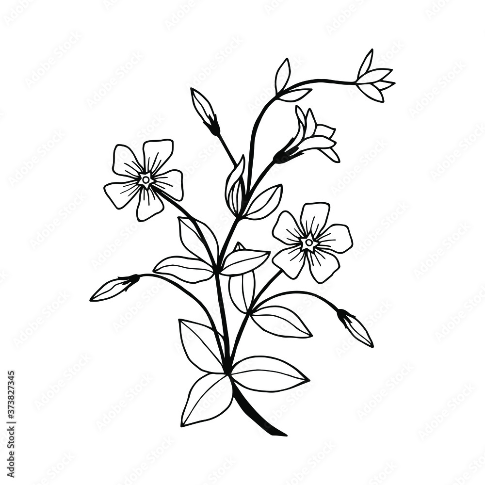 Flowers Periwinkle. Vector stock illustration eps10. Hand drawing. Outline. On a white background Flowers Periwinkle. Vector stock illustration eps10. Hand drawing. Outline. On a white background