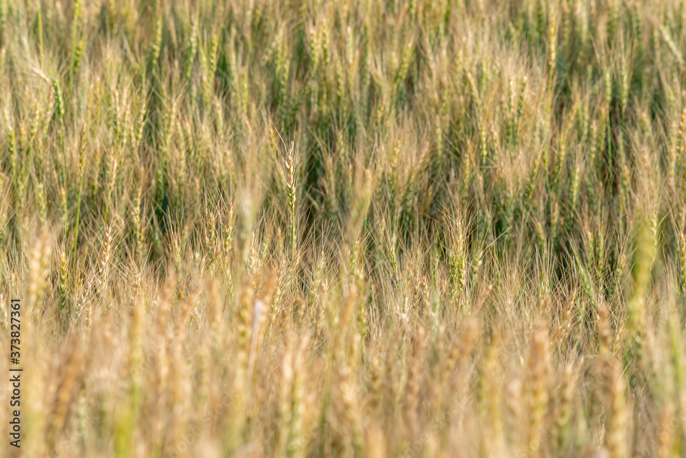 Yellow and green wheat field and sunny day. Ripe yellow wheat ears in the farm land
