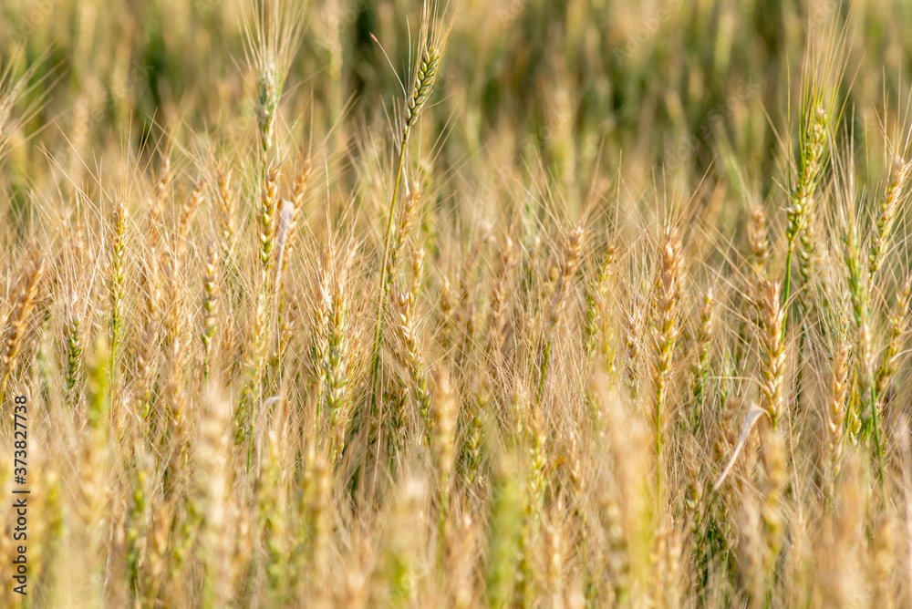 Yellow and green wheat field and sunny day. Ripe yellow wheat ears in the farm land Yellow and green wheat field and sunny day. Ripe yellow wheat ears in the farm land