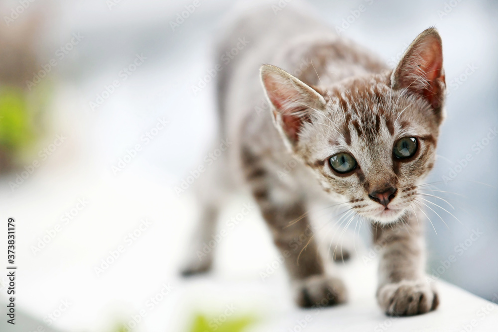 Fototapeta premium Lovely gray cat walking at outdoor