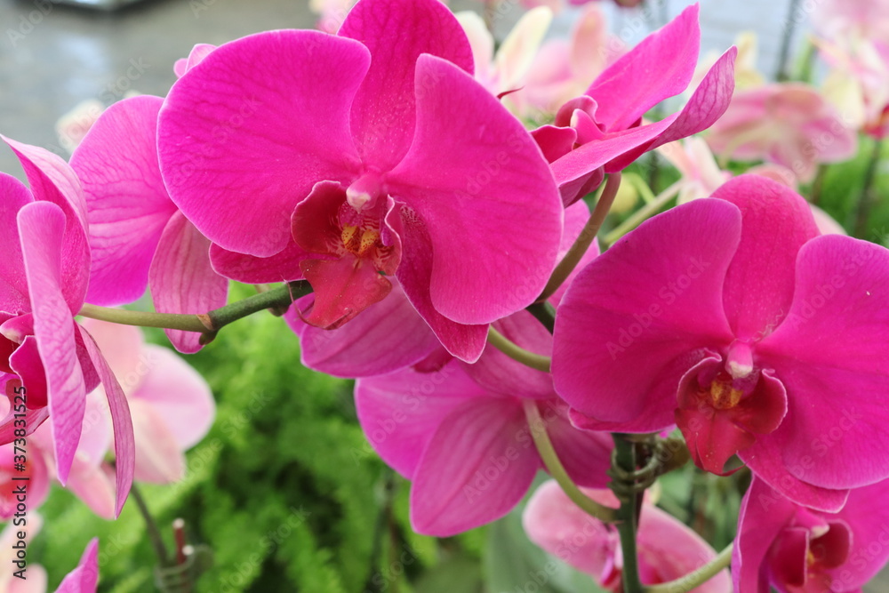 Orchid flowers purple blooming in pots blurred background closeup with copy space at plant flower nursery and cultivation farm. Orchid flowers purple blooming in pots blurred background closeup with copy space at plant flower nursery and cultivation farm.