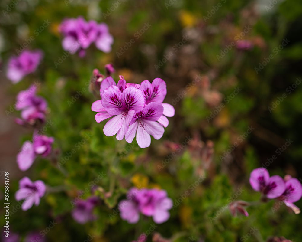 Fototapeta premium Purple Flowers