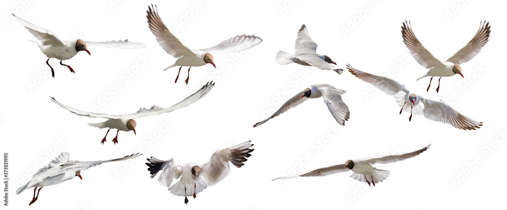 Fototapeta premium ten isolated on white black-headed gulls in flight