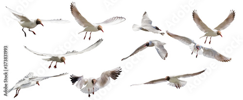 ten isolated on white black-headed gulls in flight