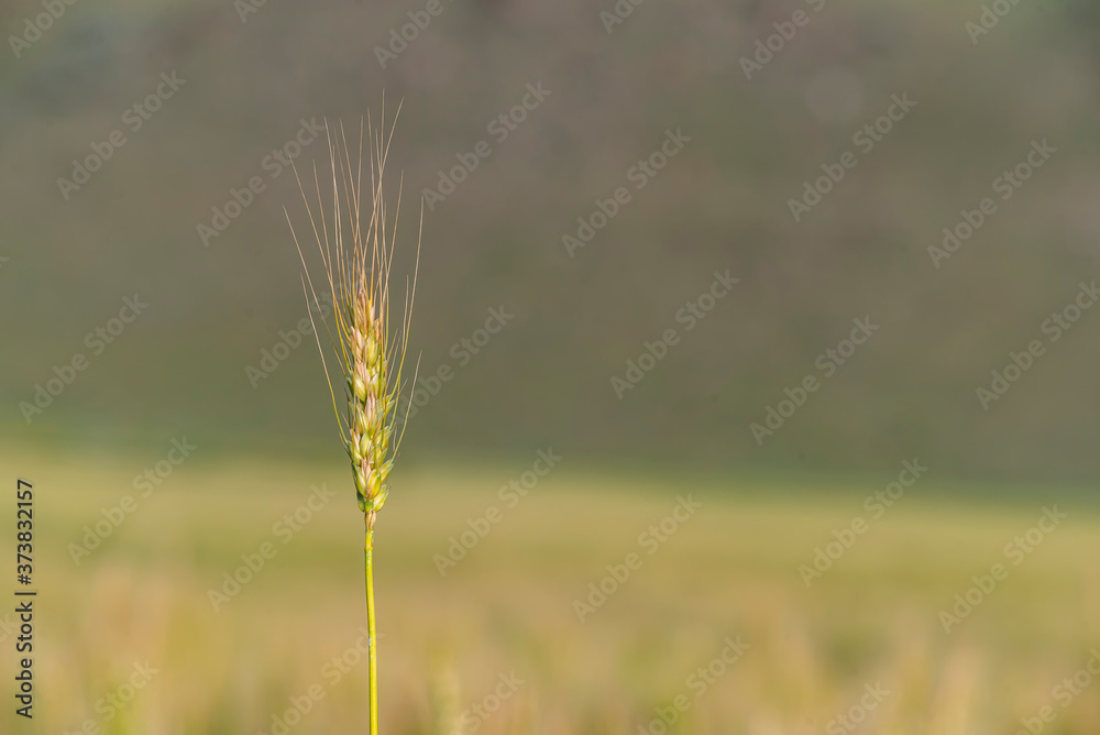 Fototapeta premium Yellow and green wheat field and sunny day. Ripe yellow wheat ears in the farm land