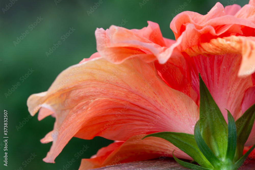 Colorful macro abstract texture of the beautiful backside of a large ruffled pink and yellow double hibiscus flower blossom