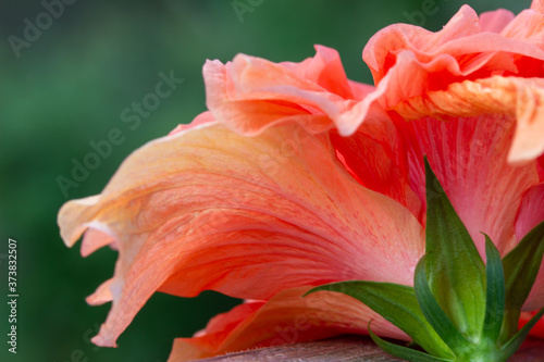 Fototapeta Naklejka Na Ścianę i Meble -  Colorful macro abstract texture of the beautiful backside of a large ruffled pink and yellow double hibiscus flower blossom