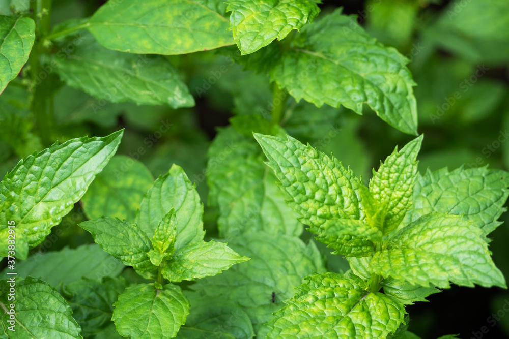 Green bushes of fragrant mint grow in a garden bed. Green bushes of fragrant mint grow in a garden bed.