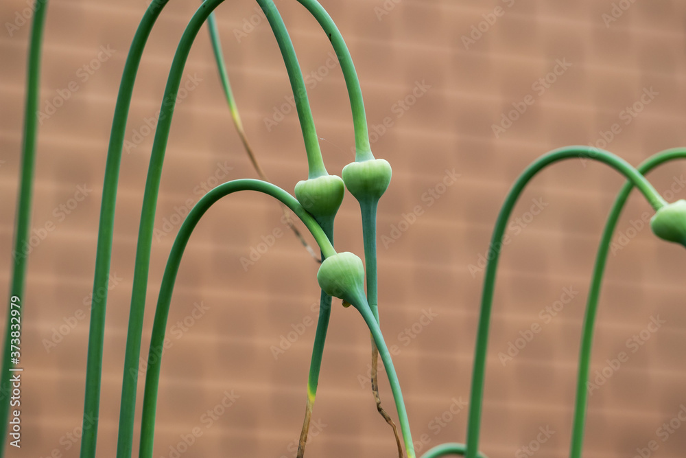 Green garlic arrows grow in the garden against a brick wall. Green garlic arrows grow in the garden against a brick wall.