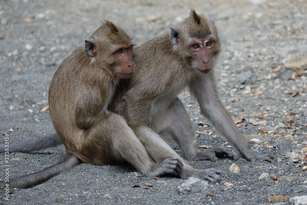 Macaca fascicularis is a small-bodied long-tailed monkey native to Southeast Asia, used for medical experiments. The color of the hair on his body is gray brown. The babies are blackish in color.