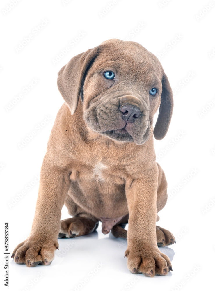Obraz premium puppy cane corso
