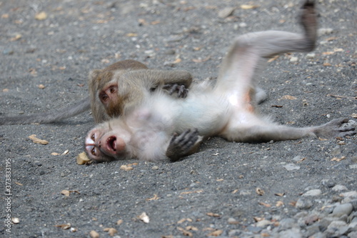 Macaca fascicularis is a small-bodied long-tailed monkey native to Southeast Asia, used for medical experiments. The color of the hair on his body is gray brown. The babies are blackish in color. photo