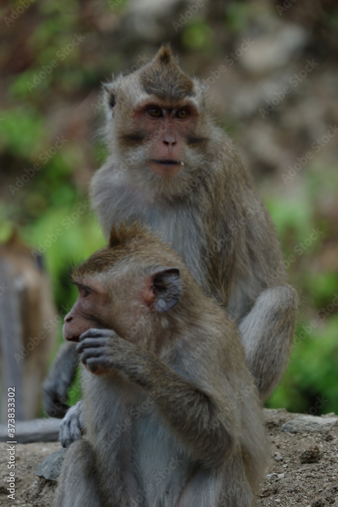 Macaca fascicularis is a small-bodied long-tailed monkey native to Southeast Asia, used for medical experiments. The color of the hair on his body is gray brown. The babies are blackish in color. Macaca fascicularis is a small-bodied long-tailed monkey native to Southeast Asia, used for medical experiments. The color of the hair on his body is gray brown. The babies are blackish in color.