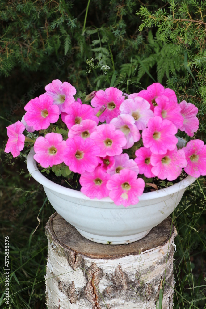 A pink flower in pot