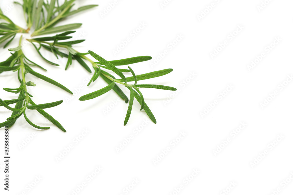 rosemary on white background rosemary on white background