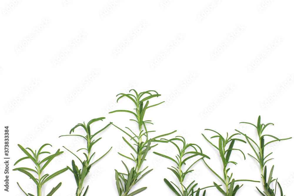 fresh rosemary fresh rosemary