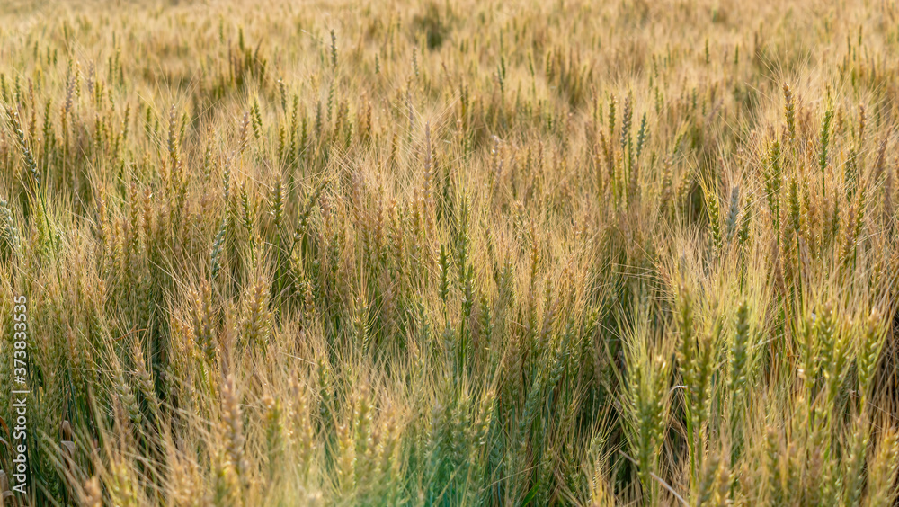 Obraz premium Yellow and green wheat field and sunny day. Ripe yellow wheat ears in the farm land