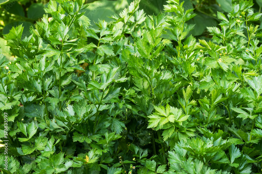 Green celery grows in a garden bed. Green celery grows in a garden bed.