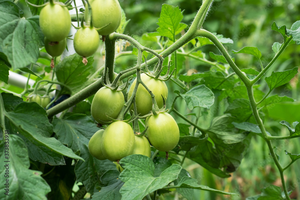 custom made wallpaper toronto digitalGreen tomatoes on a branch grow in a greenhouse.