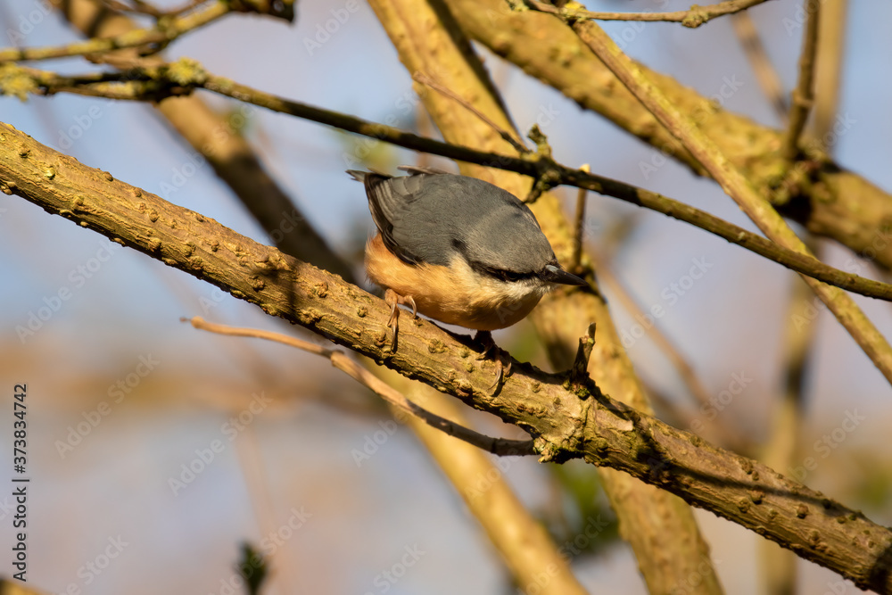Nuthatch, Sitta europaea, perched on branch inquisitively looking towards right