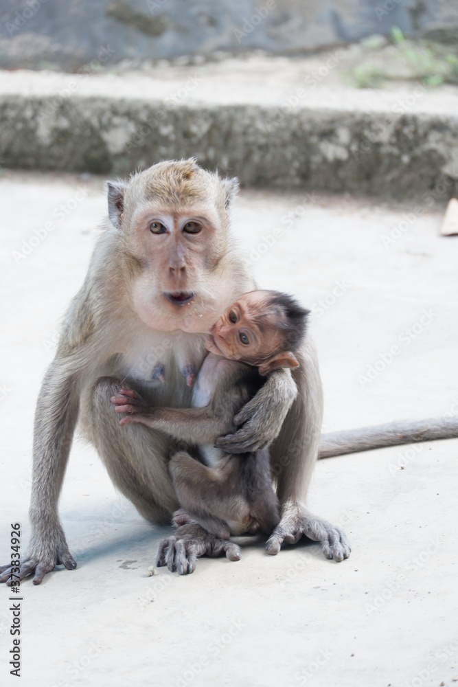 Naklejka premium Macaca fascicularis is a small-bodied long-tailed monkey native to Southeast Asia, used for medical experiments. The color of the hair on his body is gray brown. The babies are blackish in color.