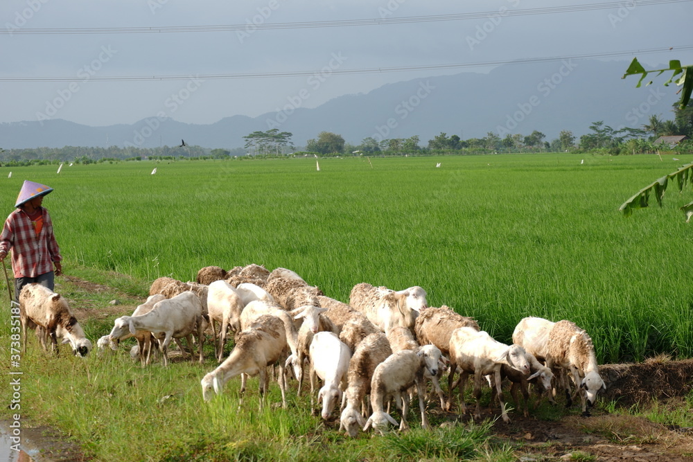 Obraz premium goats are herded in the fields to eat green grass