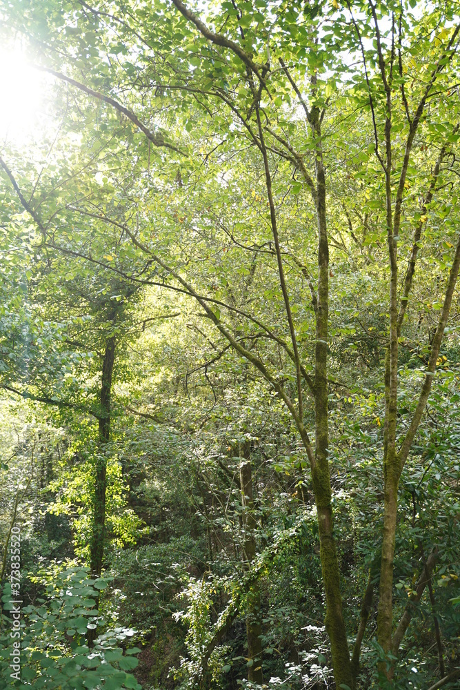 Fototapeta premium Forest in Natural Park of Fragas do Eume. Pontedeume. Galicia, Spain.