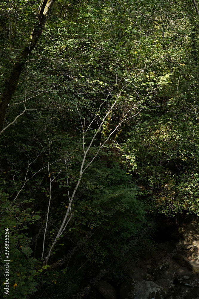 Forest in Natural Park of Fragas do Eume. Pontedeume. Galicia, Spain.