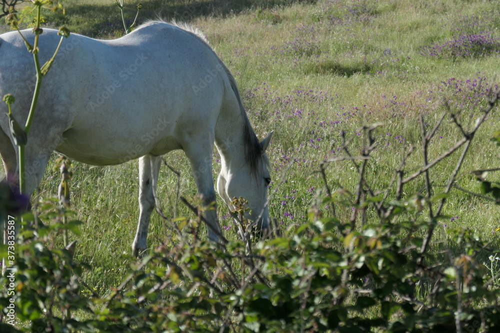 Obraz premium white horse in a field