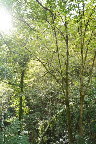 Forest in Natural Park of Fragas do Eume. Pontedeume. Galicia  Spain.