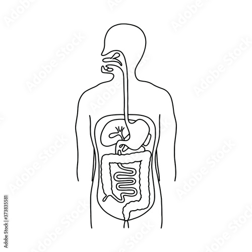 Human digestive system vector illustration. Outline illustration for medical apps and websites. Vector Stock illustration.